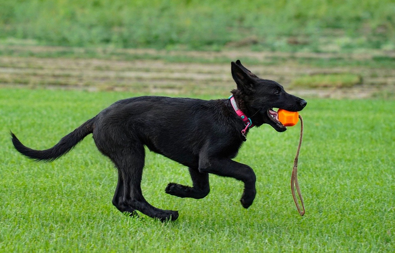 The Loyal Traits of German Shepherds